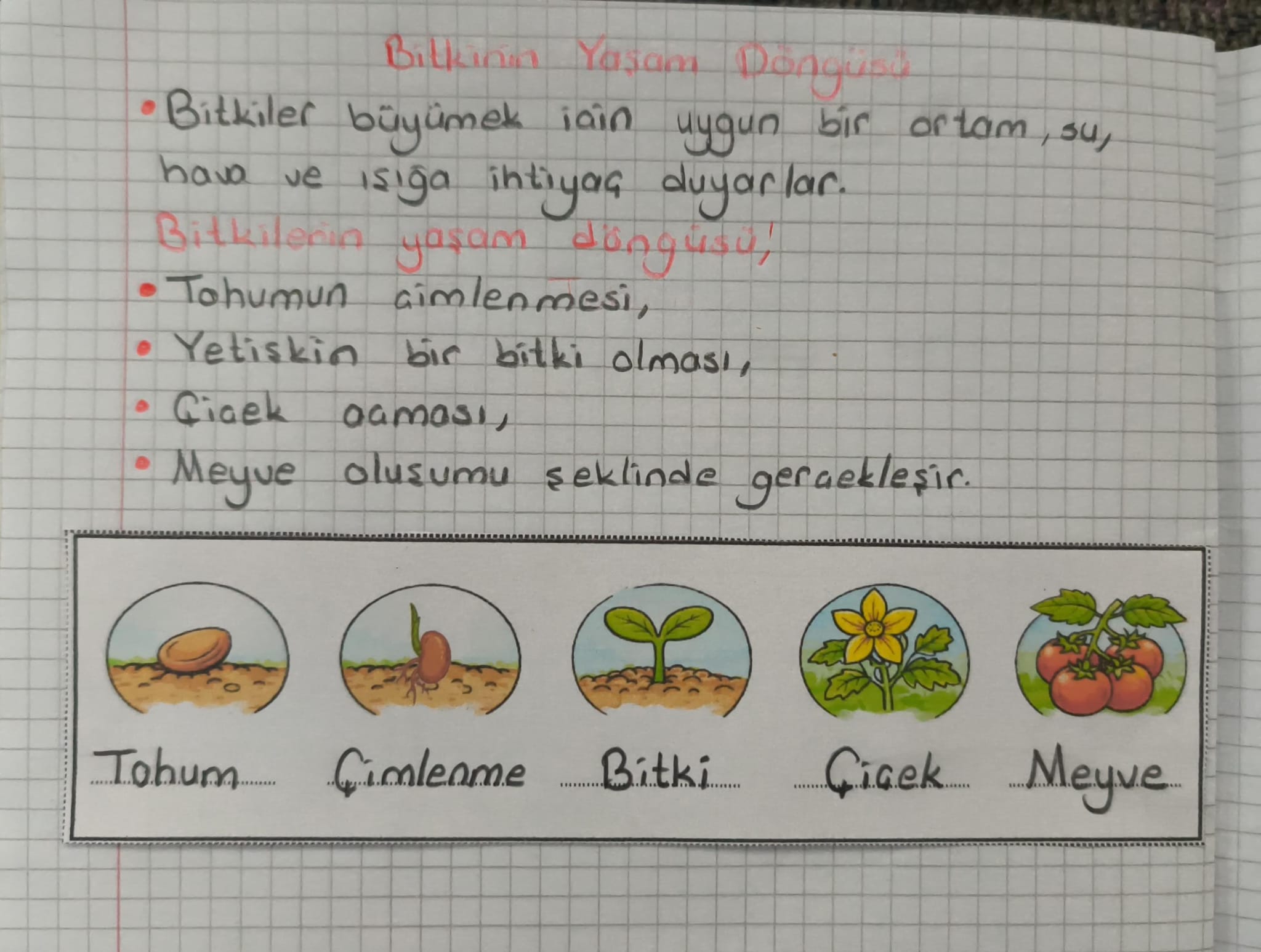 Bitkinin Yaşam Döngüsü Defter Çalışması Yatay