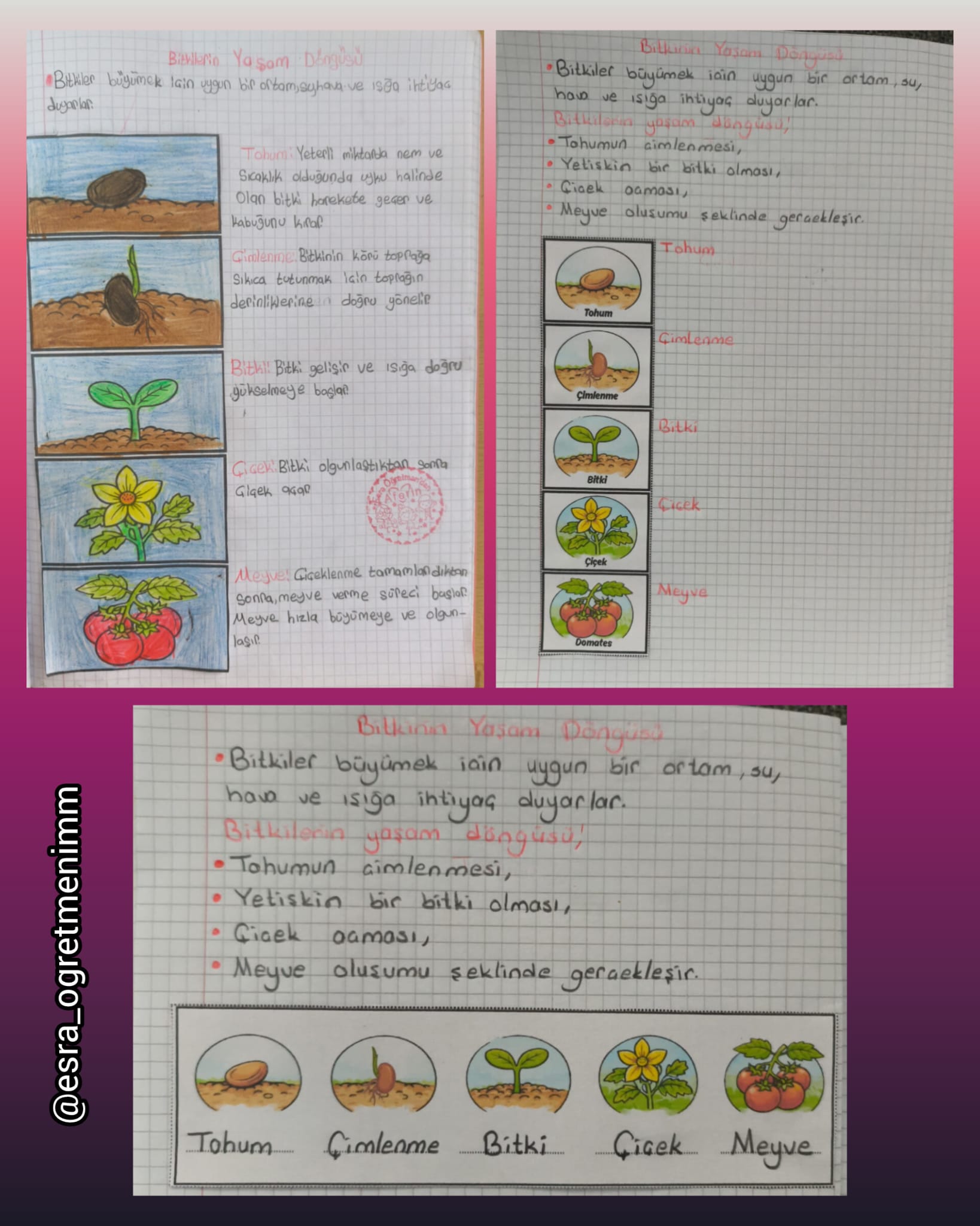 Bitkinin Yaşam Döngüsü Konu Özeti