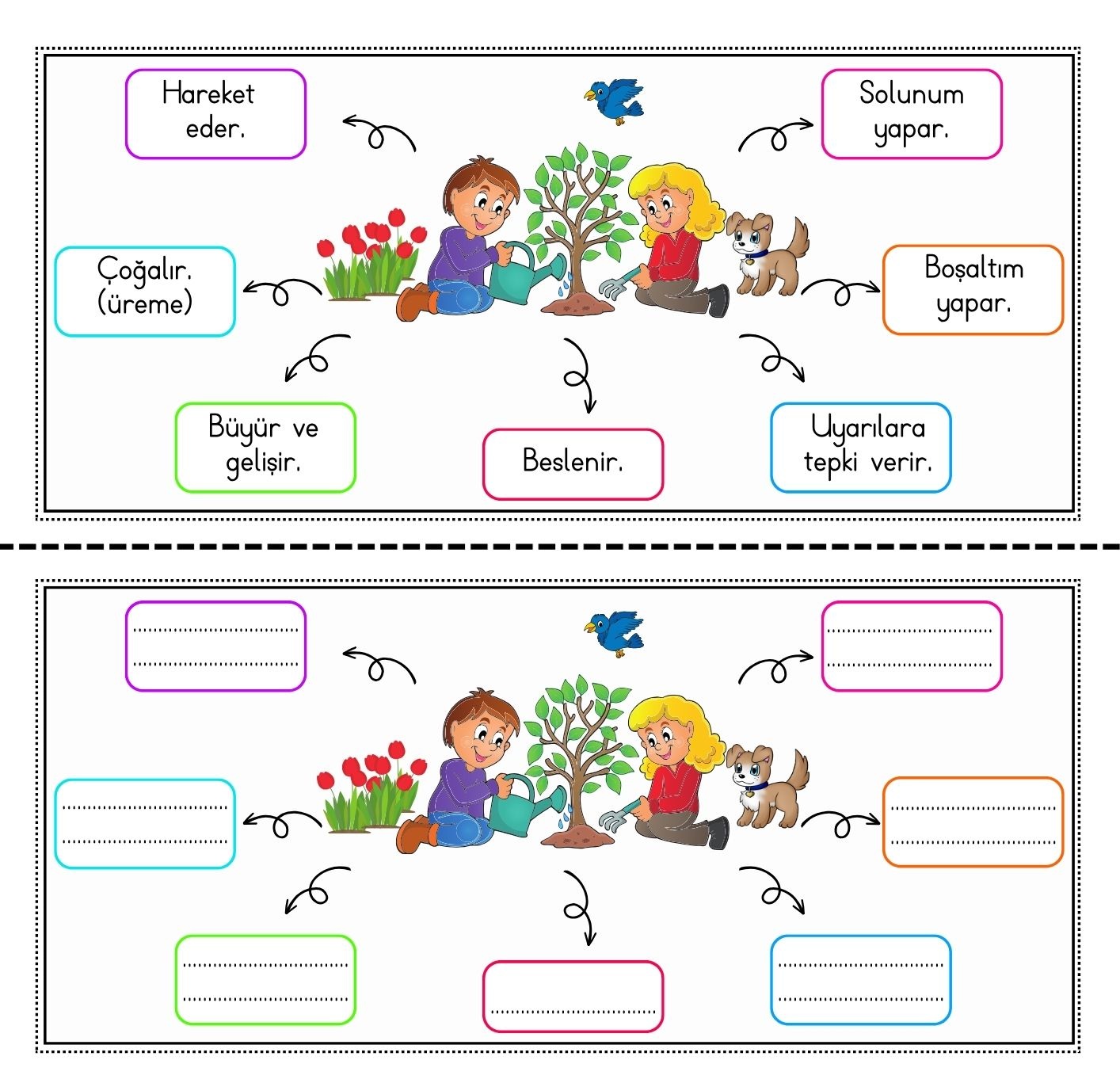 Canlıların Ortak Özellikleri Defter Çalışması Resimli